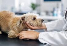 Lei sancionada torna crime atuar como veterinário sem autorização legal Cão em atendimento veterinário representa nova lei contra veterinária ilegal no Brasil