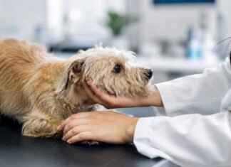 Lei sancionada torna crime atuar como veterinário sem autorização legal Cão em atendimento veterinário representa nova lei contra veterinária ilegal no Brasil