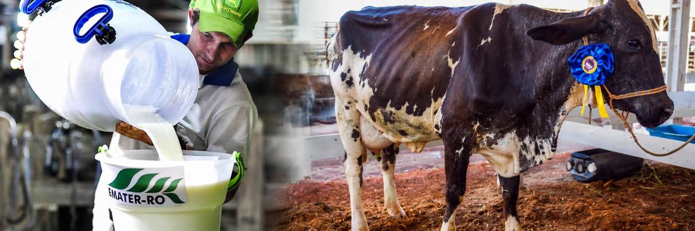 Montagem em faixa mostra leite sendo despejado em balde da Emater-RO e vaca premiada em concurso leiteiro.