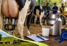 Concurso Leiteiro valoriza produtores e tecnologia no campo em Rondônia Pecuária leiteira em Rondônia ganha destaque na Expojipa