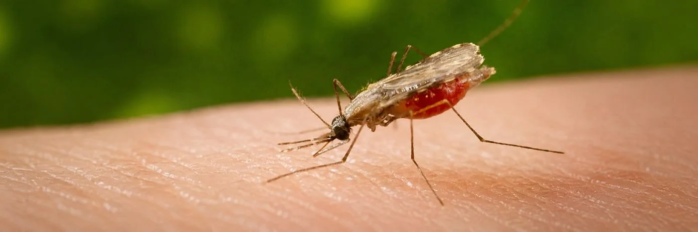 Vacina contra malária em estudo da Fiocruz com laboratório e análise científica do Plasmodium