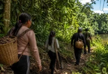 Famílias de Resex em Rondônia podem receber até R$ 8 mil por conservar floresta Floresta+ Amazônia em Rondônia com famílias extrativistas caminhando em área de floresta