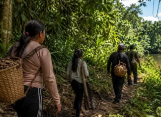 Famílias de Resex em Rondônia podem receber até R$ 8 mil por conservar floresta Floresta+ Amazônia em Rondônia com famílias extrativistas caminhando em área de floresta