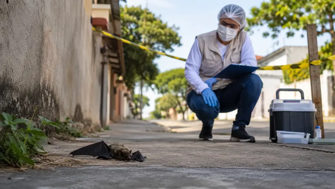 Agevisa aponta três morcegos com raiva em Rondônia