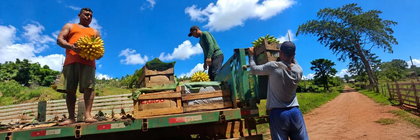 Produtores carregam bananas e caixas de alimentos em veículo de apoio rural
