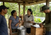 Diagnóstico no Cuniã analisa cadeia local e futuro da apicultura Moradora participa de atividade ligada à produção sustentável no Cuniã em unidade comunitária de beneficiamento.