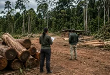 PF mira extração ilegal de madeira e cumpre três mandados em Rondônia Extração ilegal de madeira em Rondônia é alvo de investigação da Polícia Federal