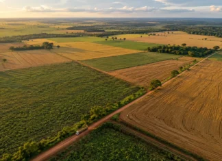 Safra de grãos em Rondônia recua 2,7% enquanto Norte avança 8% Arte social sobre queda da safra de grãos em Rondônia e crescimento da Região Norte