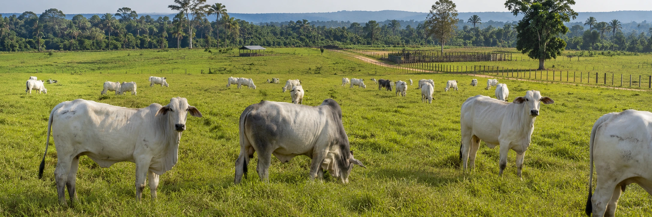 Pecuária de Rondônia acompanha cota chinesa Rebanho bovino em Rondônia representa a cota da carne bovina exportada para a China