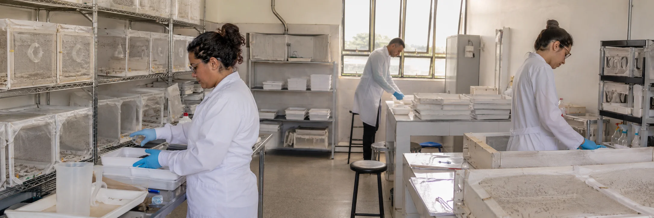 Equipe realiza preparação técnica do Método Wolbachia no insetário de Porto Velho.