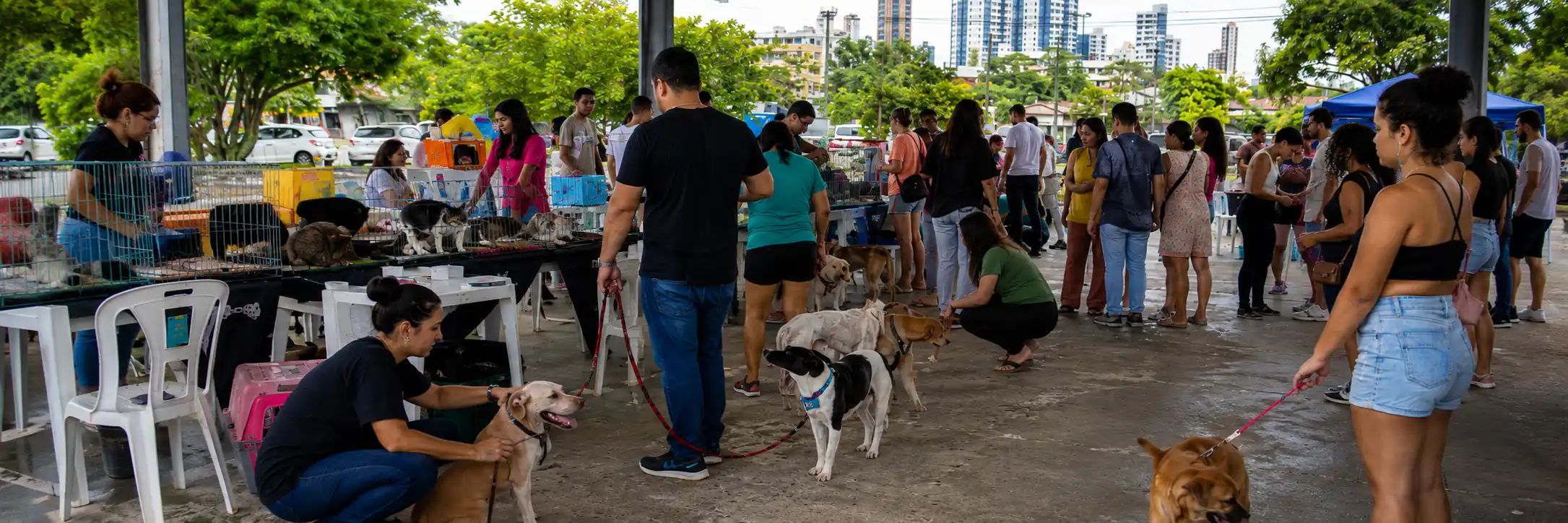Público visita feira de animais recuperados com cães e gatos disponíveis para adoção em Porto Velho.
