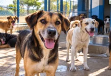 Cães recuperados aguardam adoção em Porto Velho; veja como participar Cães recuperados e disponíveis para adoção em Porto Velho, em ambiente de abrigo com luz natural