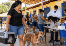 Porto Velho prepara Dia D contra a raiva para cães e gatos vacinação antirrábica em Porto Velho