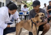 Vacinação antirrábica tem 102 pontos neste sábado em Porto Velho Profissional aplica vacina antirrábica em cão durante ação de vacinação em Porto Velho