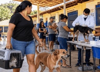 Porto Velho prepara Dia D contra a raiva para cães e gatos vacinação antirrábica em Porto Velho
