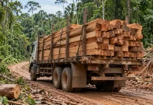 PF apreende caminhão com 108 estacas de madeira em Nova Mamoré Caminhão transporta carga de madeira serrada em estrada amazônica, em imagem ilustrativa sobre a apreensão de madeira em Nova Mamoré.