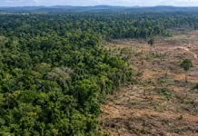 Desmatamento em Rondônia cai 34,9% e recua para 149 km², aponta Prodes Desmatamento em Rondônia em composição editorial sobre redução de 34,9% registrada pelo Prodes