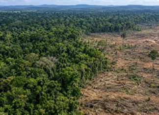 Desmatamento em Rondônia cai 34,9% e recua para 149 km², aponta Prodes Desmatamento em Rondônia em composição editorial sobre redução de 34,9% registrada pelo Prodes