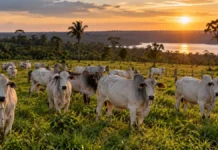 Porto Velho tem 1,61 milhão de bovinos declarados; veja divisão entre corte e leite Rebanho de Porto Velho representado por bovinos de corte em pastagem rural com vegetação amazônica ao entardecer.